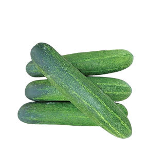 Cucumber(Hybrid)