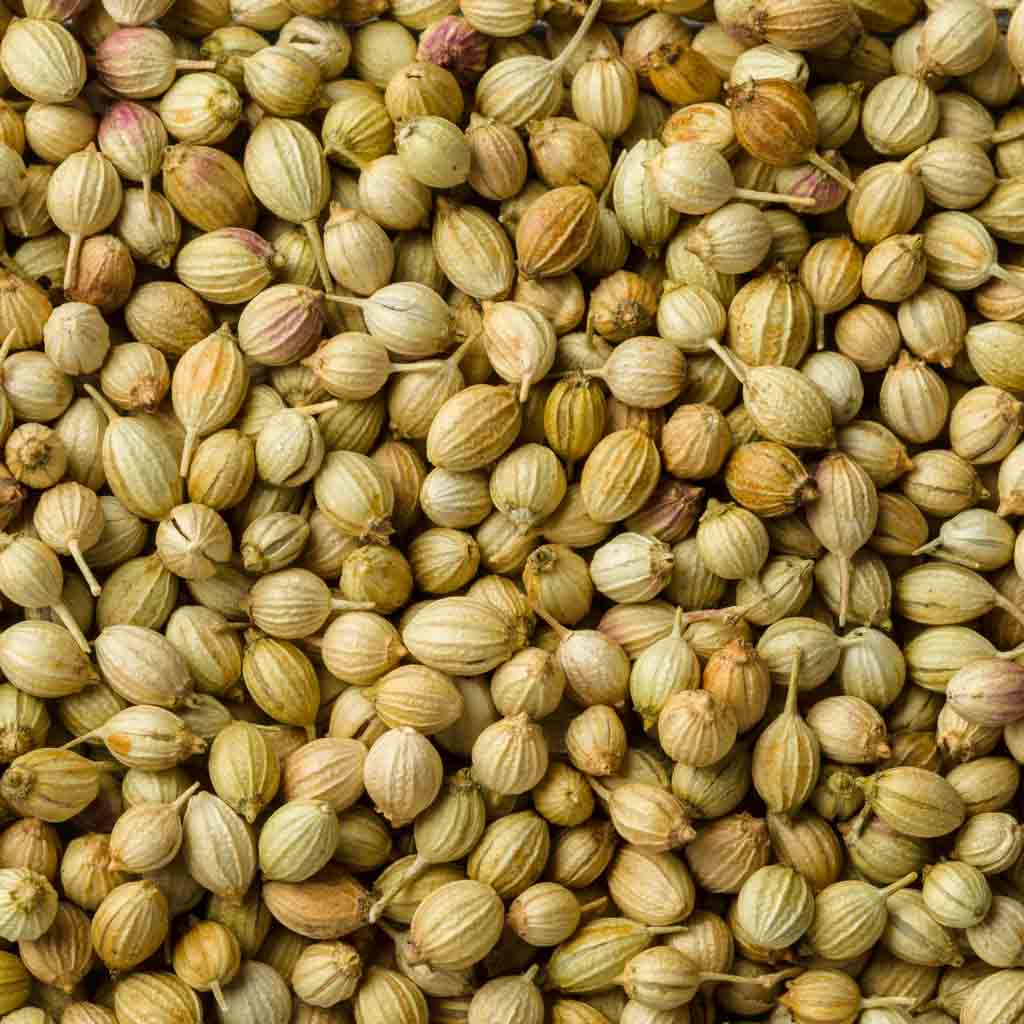 Dhonia (Coriander Seeds) 100
