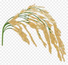 Rice & Rice Products